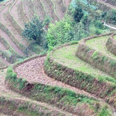 Dragon's Backbone rice terraces